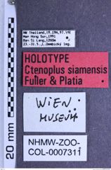 Etiketten zu Ctenoplus siamensis (NHMW-ZOO-COL-0007311)